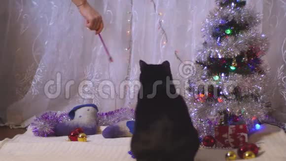 黑白猫在圣诞树下玩耍视频的预览图