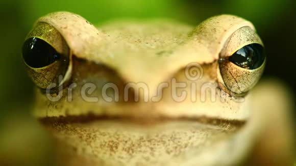 金树蛙大头双眼肖像特写视频的预览图