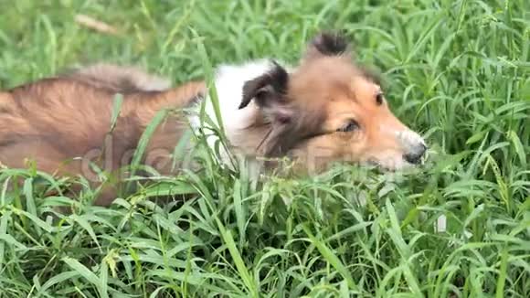 可爱的雪兰牧羊犬躺在草地上在炎热的夏天吃青草有趣的动物概念4k镜头慢动作视频的预览图