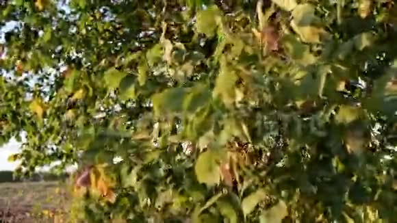 风吹动树叶视频的预览图