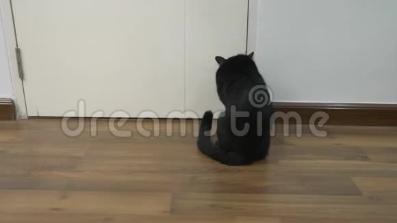 一只黑猫坐在门口等他开门女性腿的特写女人打开了通往视频的预览图