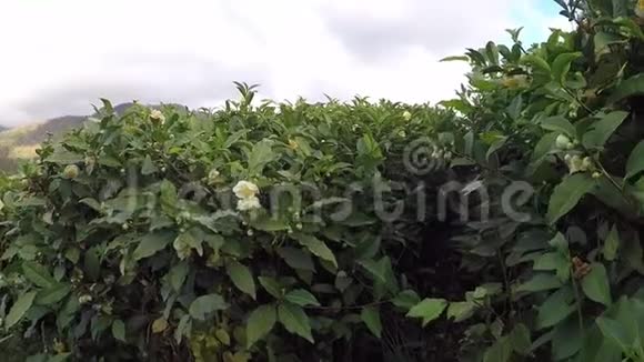 茶树的花和种子果实在蓝天的背景下视频的预览图