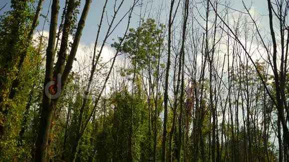 秋天森林系列在美丽的秋天森林上翻滚的云层的时间推移视频的预览图