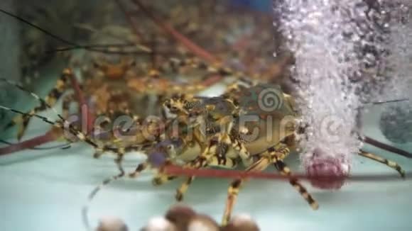 龙虾在水族馆夜市上的食物海鲜在一家餐馆传统的亚洲菜美食视频的预览图
