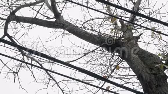 松鼠在秋天没有树叶的情况下在树上跳跃从底部看视频的预览图