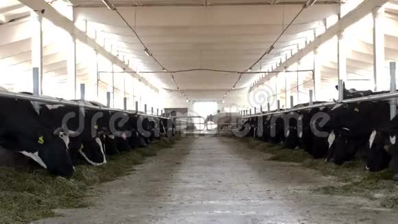 奶牛站在摊子里用面粉吃青贮饲料农夫奶牛在农场吃草总体计划视频的预览图