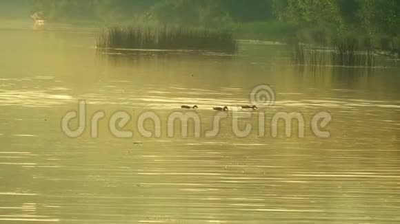 晚上在阳光明媚的夏日河上漂浮的鸭子视频的预览图