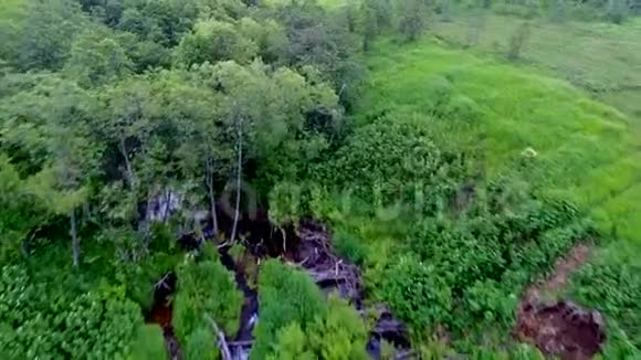 在阴天的早晨在森林茂密的上空飞行视频的预览图