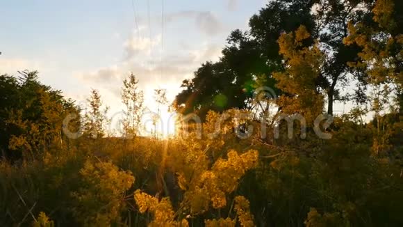 明亮的阳光美丽的夕阳在田野里带着草相机在运动视频的预览图