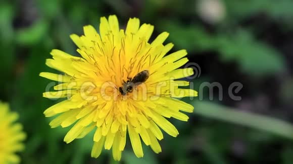 蒲公英花粉中的野生蜜蜂视频的预览图
