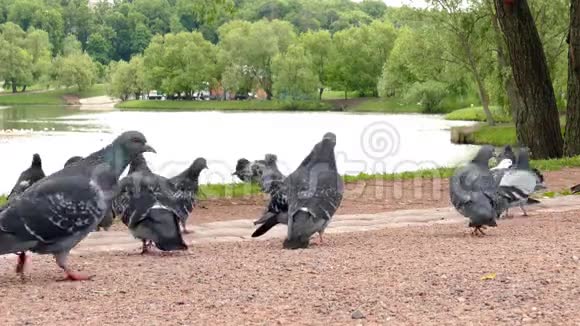 鸽子在公园里散步视频的预览图