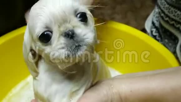可爱可爱的小狗白北京人在肥皂泡里洗澡视频的预览图