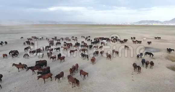 纯种马群马群在沙漠的尘土中快速奔跑对抗戏剧性的日落天空野马视频的预览图