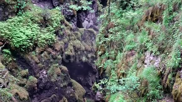 长满苔藓和草的岩石中的峡谷库存录像岩石中的小裂缝潮湿苔藓覆盖着光视频的预览图