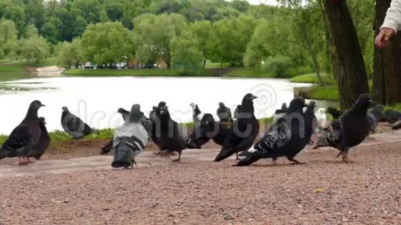 鸽子在公园里散步视频的预览图