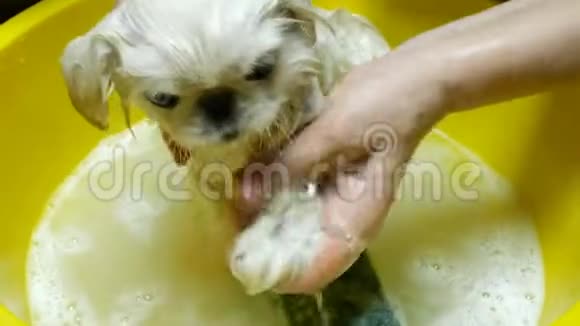 可爱可爱的小狗白北京人在肥皂泡里洗澡视频的预览图
