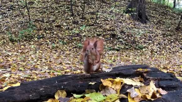 松鼠在木头里吃坚果视频的预览图