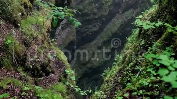 长满苔藓和草的岩石中的峡谷库存录像岩石中的小裂缝潮湿苔藓覆盖着光视频的预览图