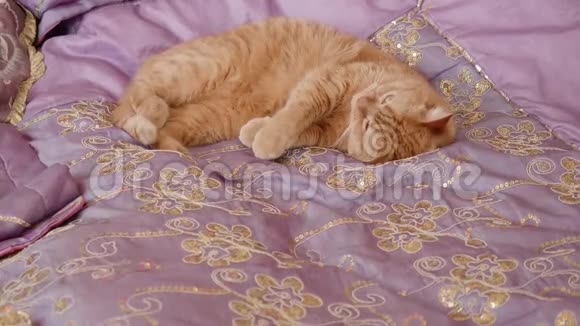 英国金毛猫躺在床上用紫罗兰色的盖子试图睡觉视频的预览图
