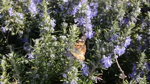 蝴蝶从迷迭香花中喝花蜜迷迭香植物在春天盛开的花朵中紫色迷迭香草视频的预览图
