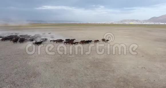 纯种马群马群在沙漠的尘土中快速奔跑对抗戏剧性的日落天空野马视频的预览图