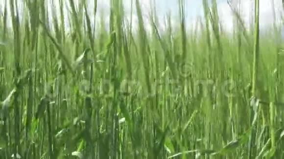 在蓝天的映衬下一片麦田在风中飘荡在康沃尔乡村视频的预览图