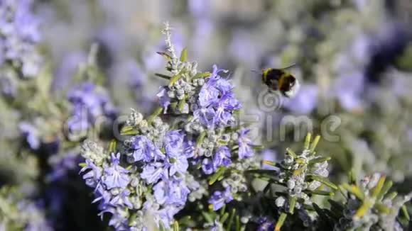 大黄蜂喝迷迭香花的花蜜迷迭香植物在春天盛开的花朵中紫色迷迭香草视频的预览图