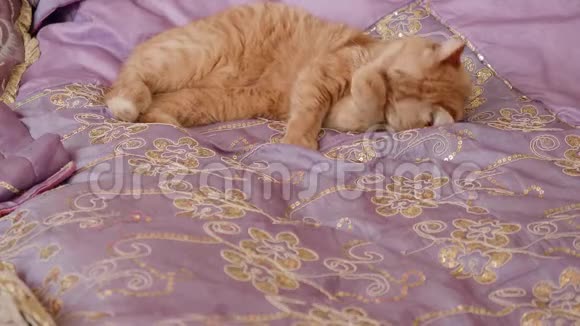 英国金毛猫躺在床上用紫罗兰色的盖子试图睡觉视频的预览图
