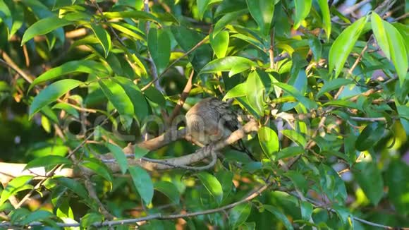 斑马在树枝上捕食羽毛视频的预览图