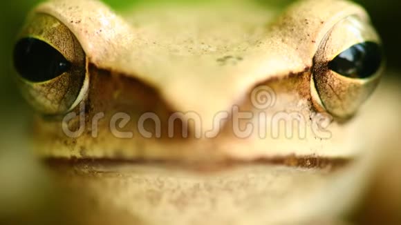 飞树蛙大头双眼肖像特写视频的预览图