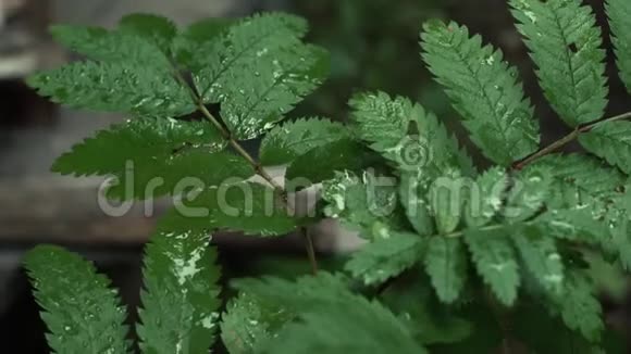 湿润的绿树鲜叶视频的预览图