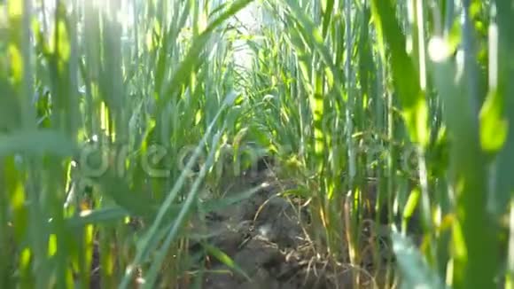 在蓝天下的草地上鹤射出谷物茎在田野里迎风摇曳的绿色小麦穗视频的预览图