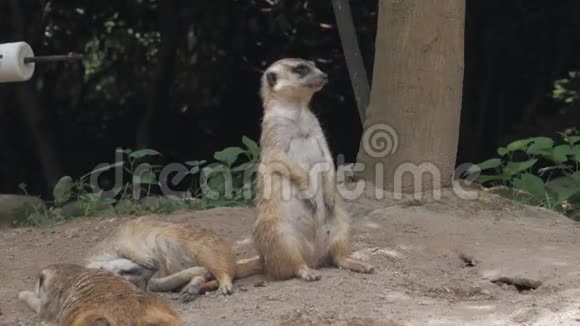 一组滑稽的猫鼬或类是属于猫鼬科的小型食肉动物视频的预览图