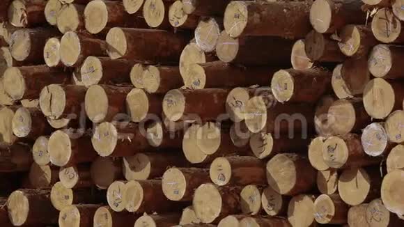 大量的柴火一排排的锯木树干锯木厂锯树的两端视频的预览图