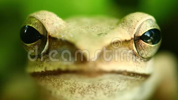 飞树蛙大头双眼肖像特写视频的预览图