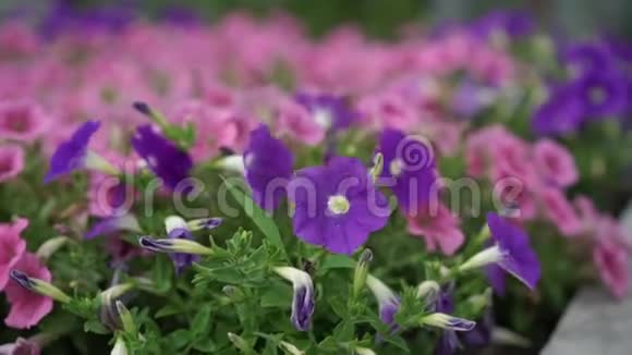 城市公园里的紫罗兰和粉色花朵视频的预览图