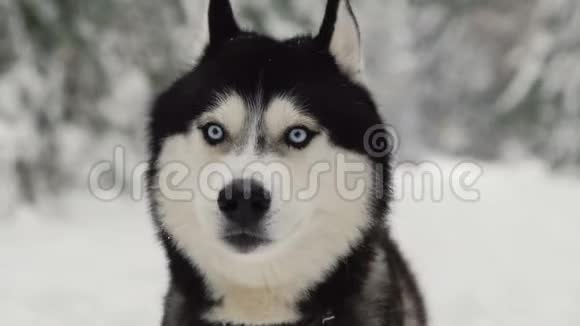 一只狗的面部特写一只西伯利亚哈士奇蓝眼睛直视着摄像机唱首歌吧视频的预览图
