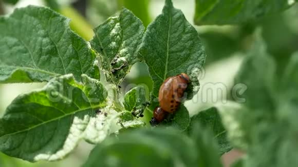 马铃薯叶子上的科罗拉多甲虫幼虫视频的预览图