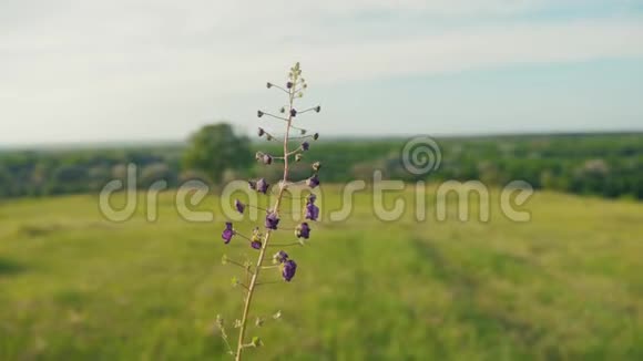 野草自然美丽风景紫草俄罗斯美丽生活方式风景视频的预览图