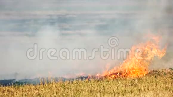 草在户外的野丛火中燃烧视频的预览图