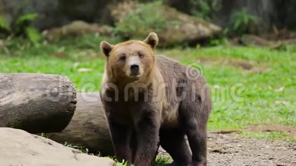 棕熊在木头上摩擦身体视频的预览图