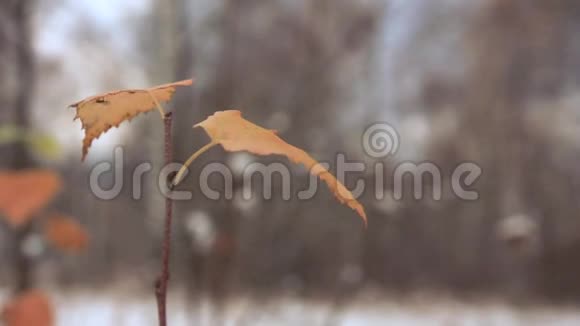 最后一片黄桦树的叶子视频的预览图