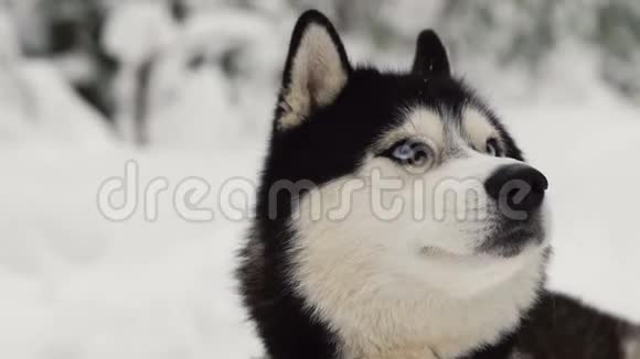 一只狗的面部特写一只西伯利亚哈士奇蓝眼睛直视着摄像机视频的预览图