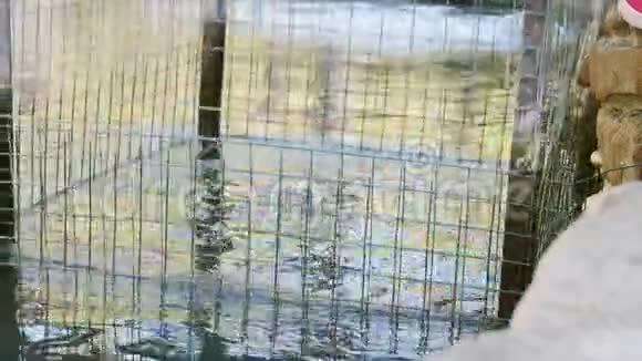 抓到活河鱼在笼子里飞溅慢动作视频的预览图