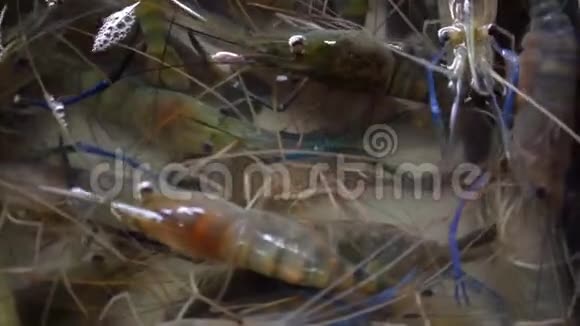 鲜王虎虾在当地市场上近距离销售活的虾视频的预览图
