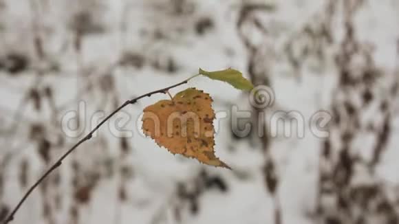 最后一片黄桦树的叶子视频的预览图