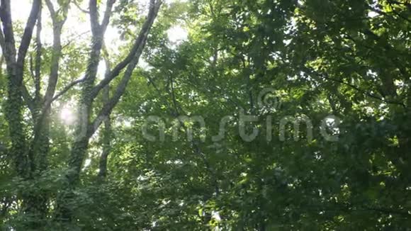 夏天森林里的树叶上有阳光照射视频的预览图