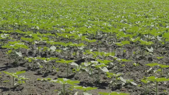 田间的一排农业植物视频的预览图