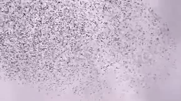 雀鸟雏鸟雀鸟跳舞视频的预览图