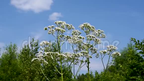 在蓝天背景中摇曳的高茎上的白色花朵视频的预览图